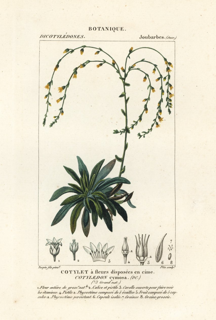 Canyon ao vivo para sempre, Dudleya cymosa de Stanghi Stanghi