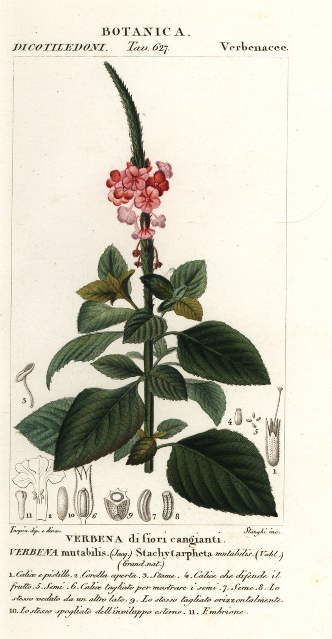 Velvetberry mutável, Stachytarpheta mutabilis de Stanghi Stanghi