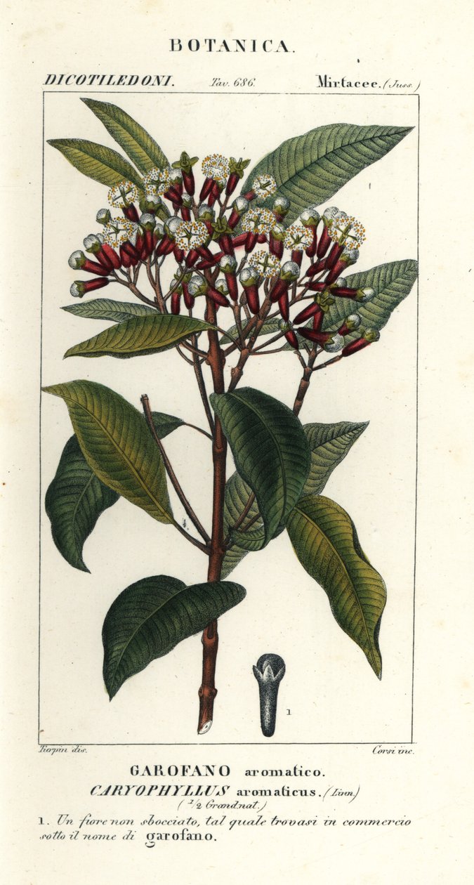 Cravinho, Syzygium aromaticum de Stanghi Stanghi