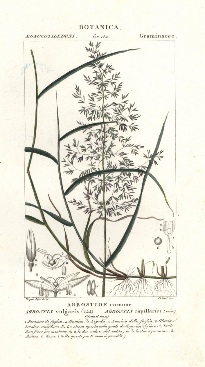 Curva comum, Agrostis capillaris de Stanghi Stanghi