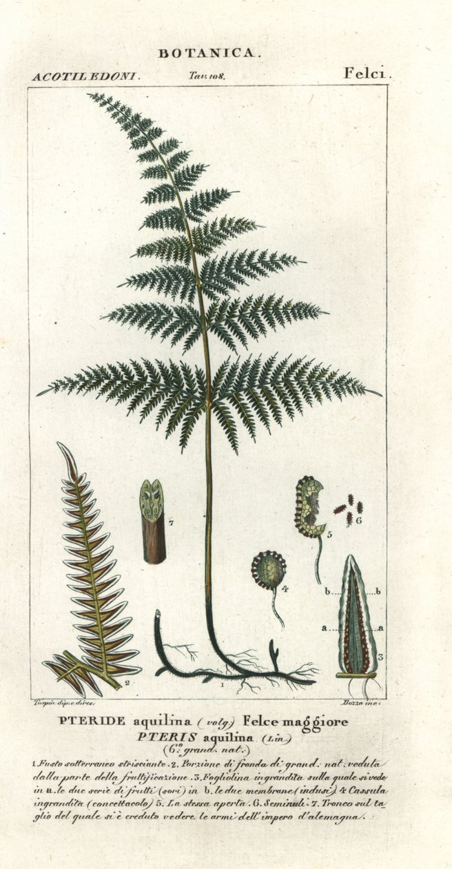 Parênteses ou travões comuns, Pteridium aquilinum de Stanghi Stanghi