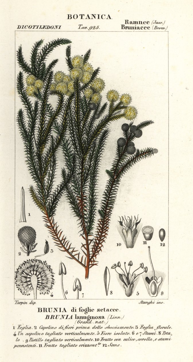 Arbusto de algodão comum, Berzelia lanuginosa de Stanghi Stanghi