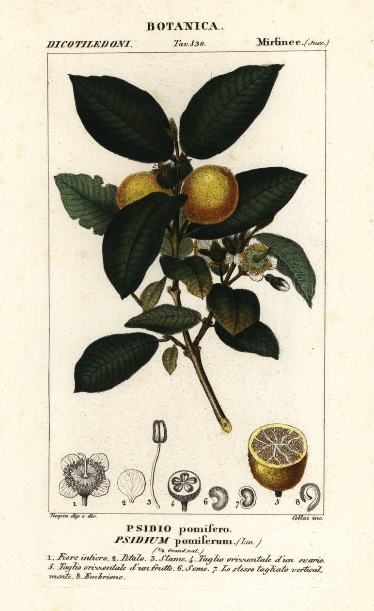 Goiaba comum, Psidium guajava de Stanghi Stanghi