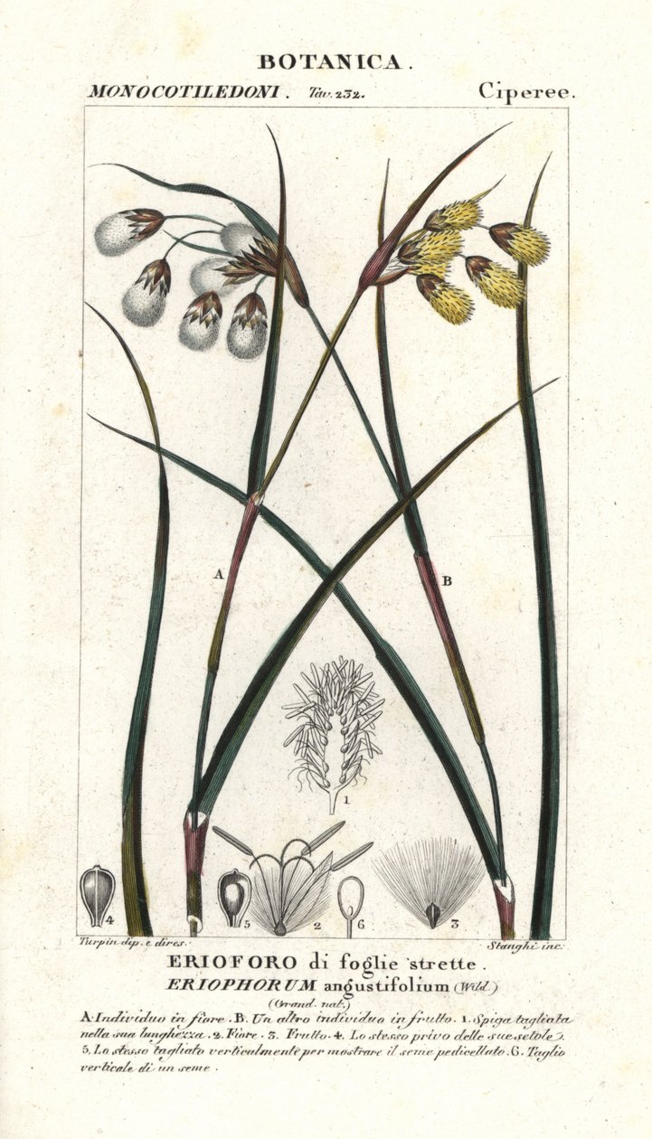 Cottongrass ou algodoeiro, Eriophorum angustifolium de Stanghi Stanghi