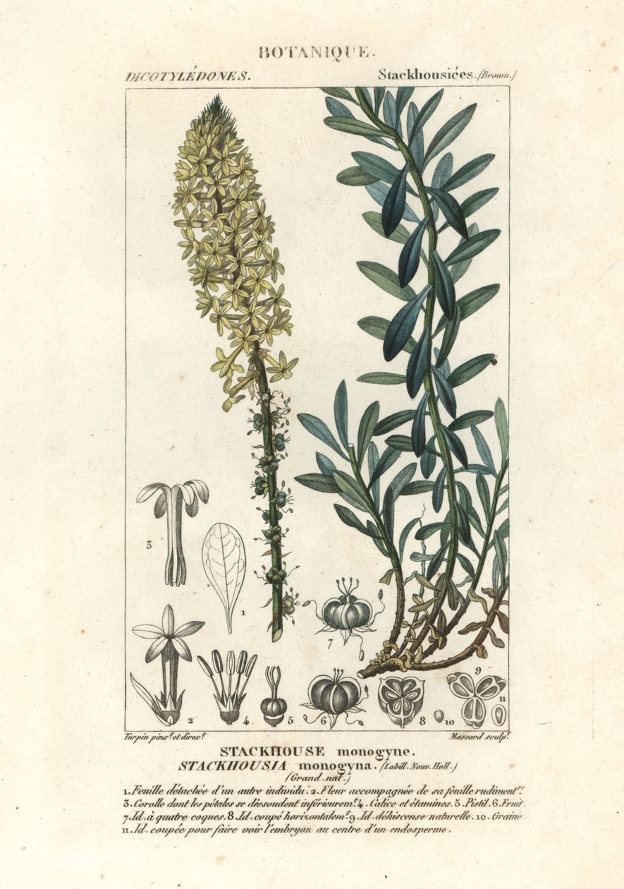 Velas cremosas, Stackhousia monogyna de Stanghi Stanghi