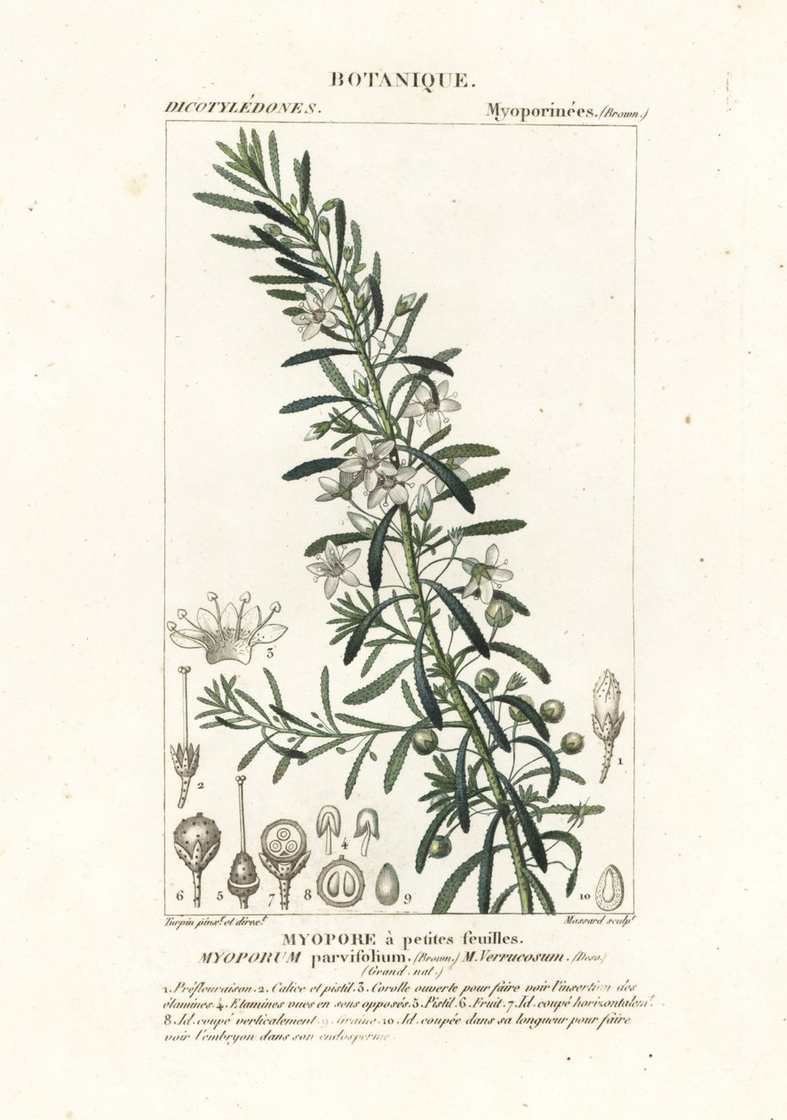 Boobialla rastejante, Myoporum parvifolium de Stanghi Stanghi