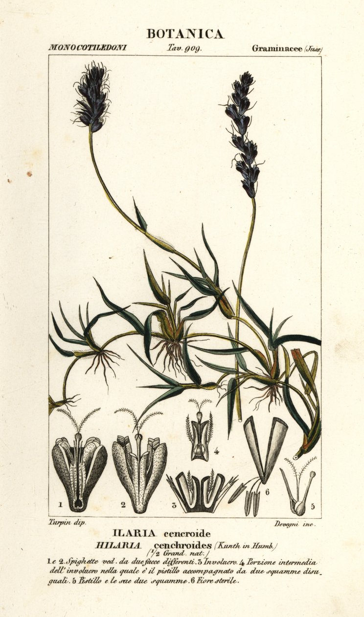 Mesquite encaracolado, Hilaria cenchroides de Stanghi Stanghi