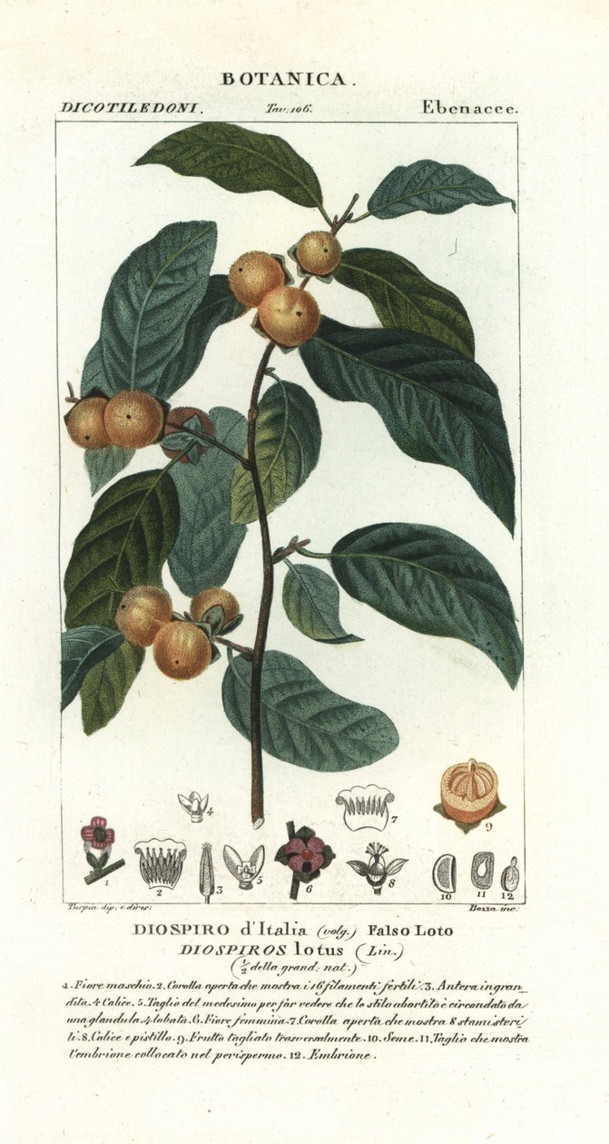 Ameixa de data, lótus Diospyros de Stanghi Stanghi