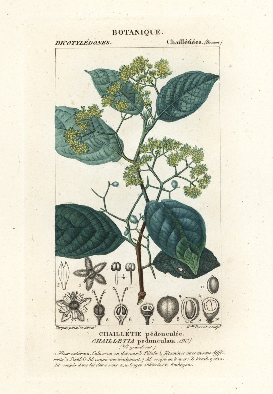 Dichapetalum pedunculatum de Stanghi Stanghi