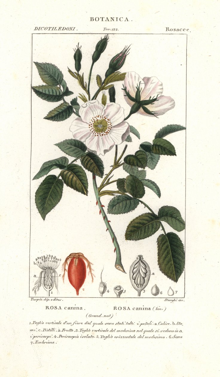 Rosa de cachorro, Rosa canina de Stanghi Stanghi