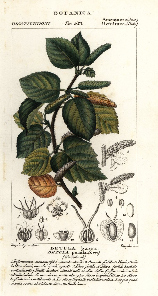 Bétula anã, Betula pumila de Stanghi Stanghi