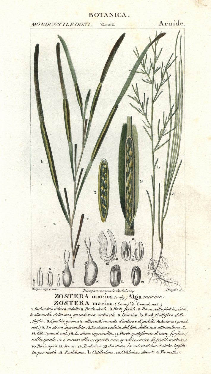 Eelgrass ou seawrack, marina Zostera de Stanghi Stanghi