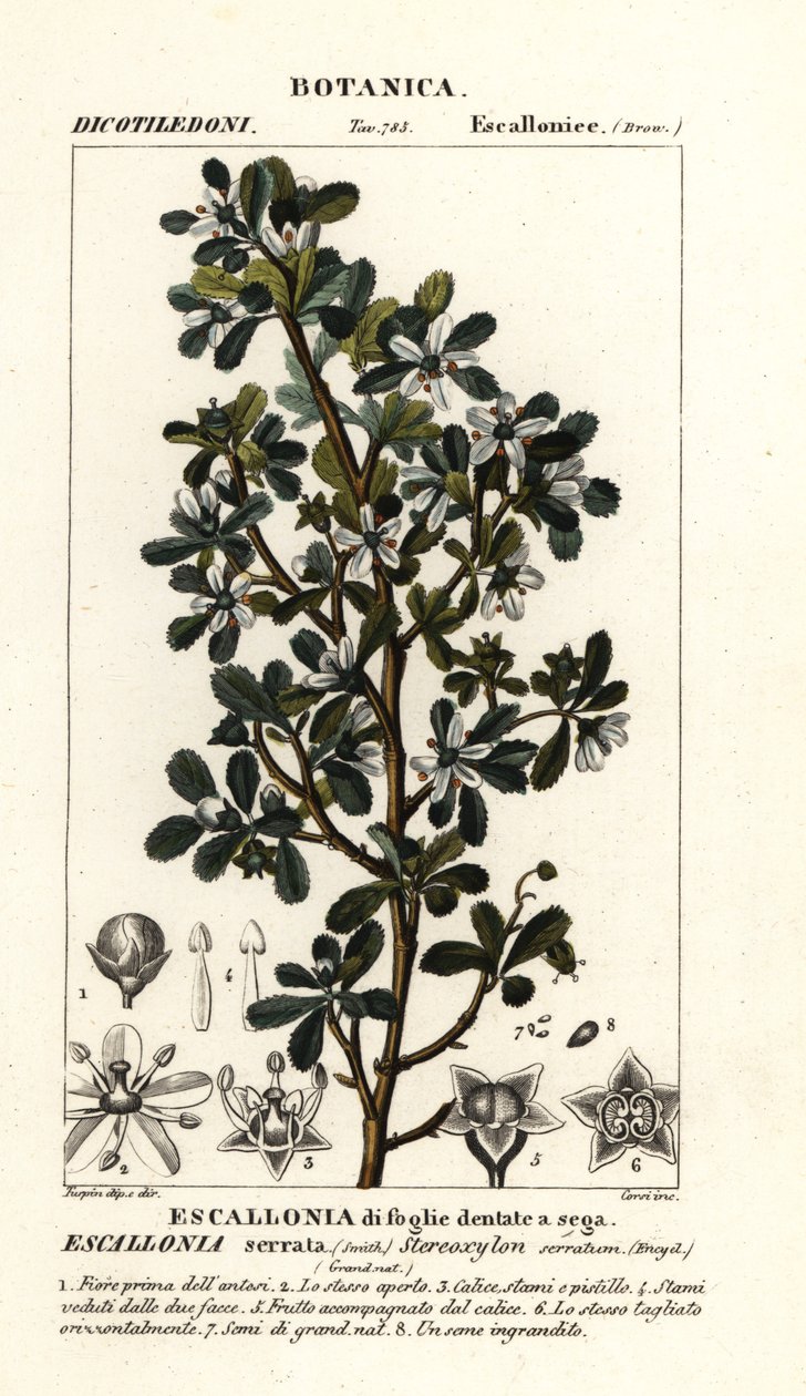 Escallonia serrata de Stanghi Stanghi