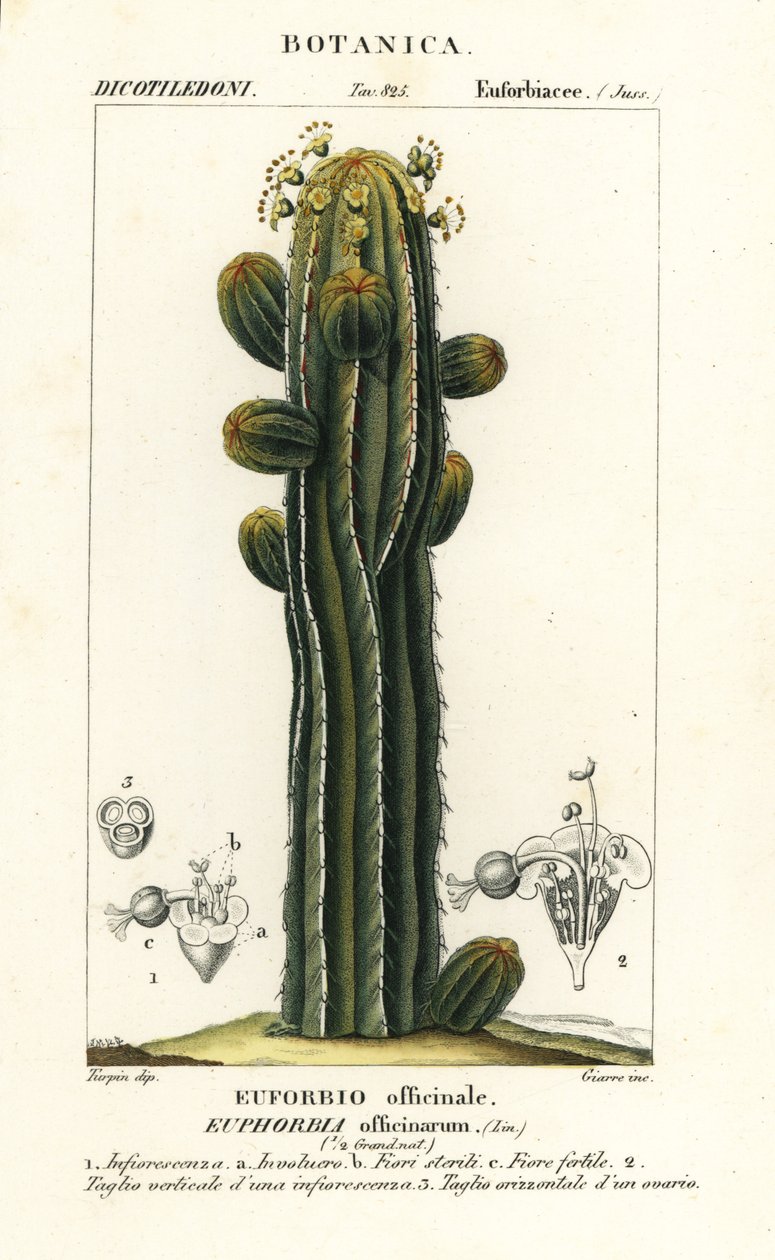 Euphorbia officinarum de Stanghi Stanghi