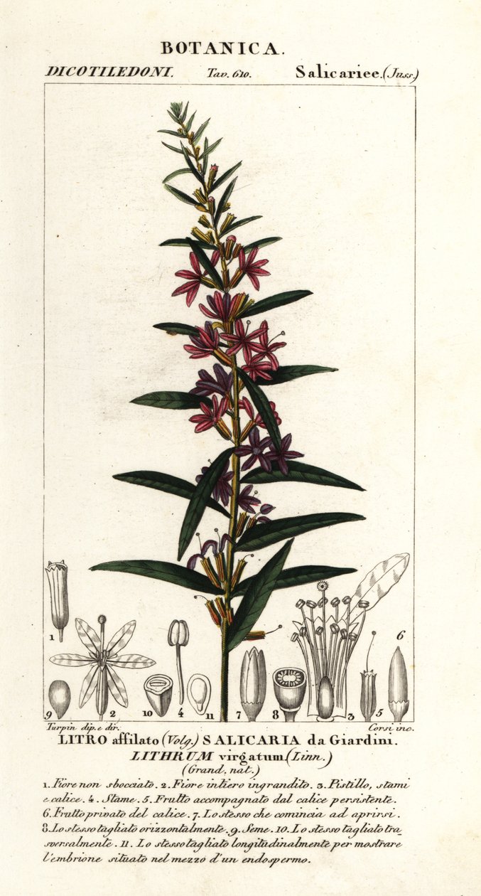 Varinha européia, Lythrum virgatum de Stanghi Stanghi