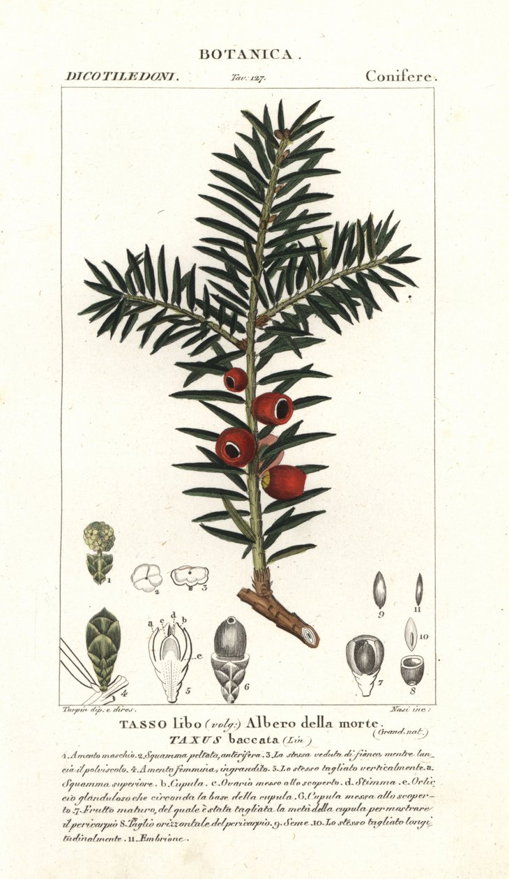 Teixo europeu, Taxus baccata de Stanghi Stanghi