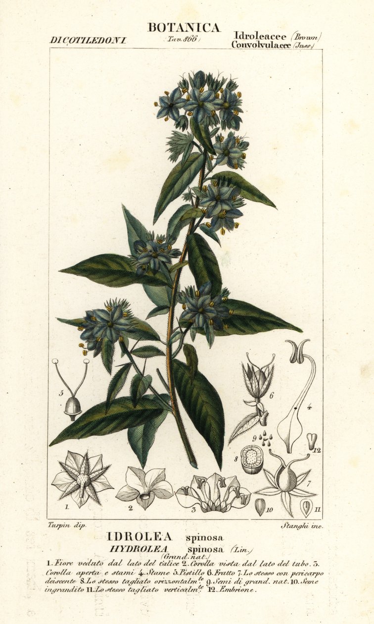 Falso fiddleleaf, Hydrolea spinosa de Stanghi Stanghi