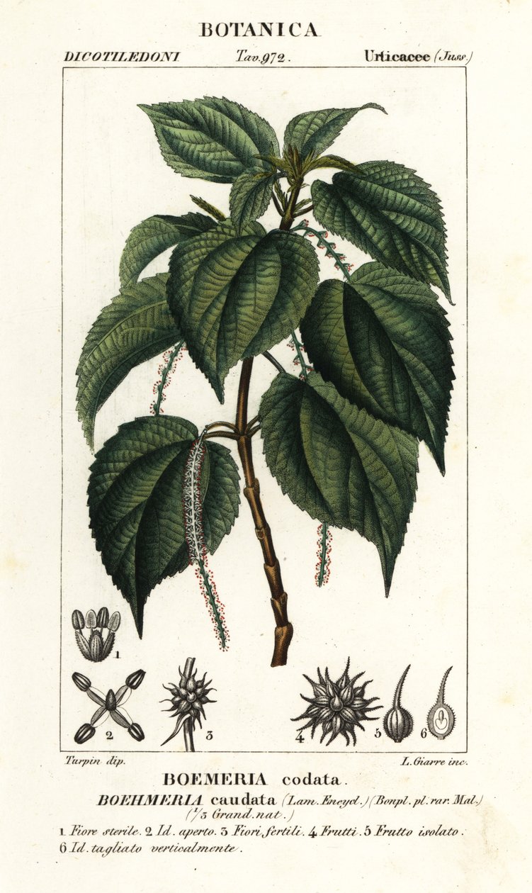 Falsa urtiga, Boehmeria caudata de Stanghi Stanghi