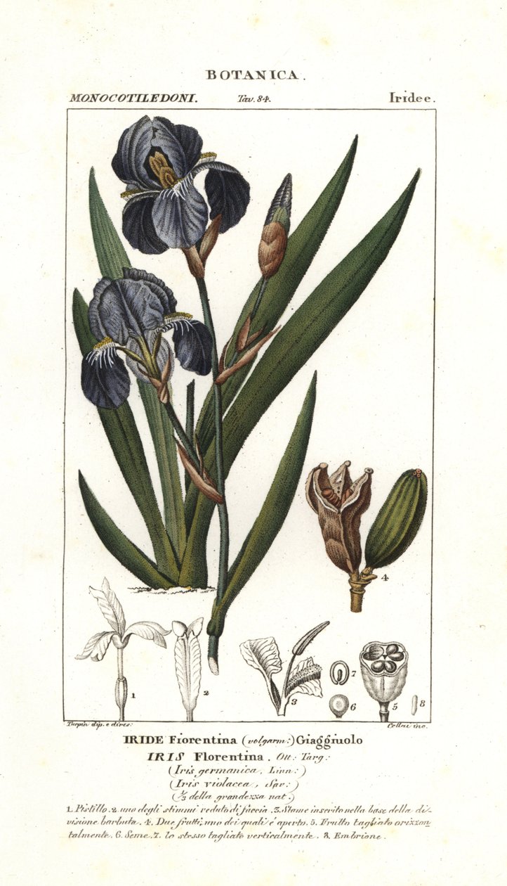 íris florentina, Iris germanica var florentina de Stanghi Stanghi