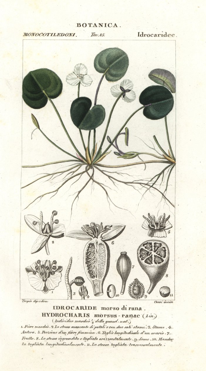 Frogbit, Hydrocharis morsus-ranae de Stanghi Stanghi