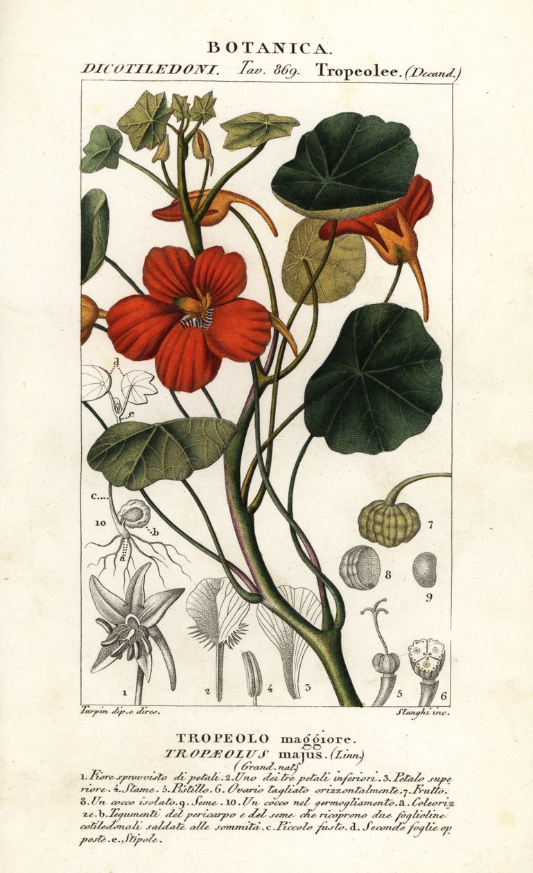 Nasturtium de jardim, Tropaeolum majus de Stanghi Stanghi