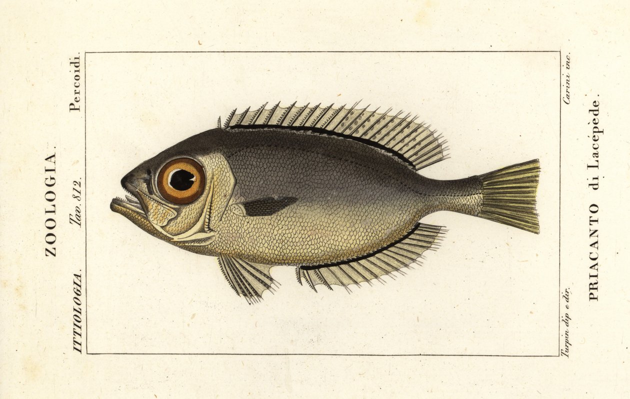 Patudo Glasseye, Heteropriacanthus cruentatus de Stanghi Stanghi