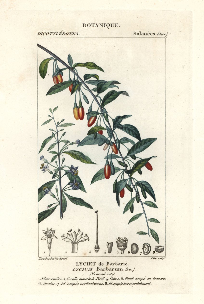 Goji berry, Lycium barbarum de Stanghi Stanghi