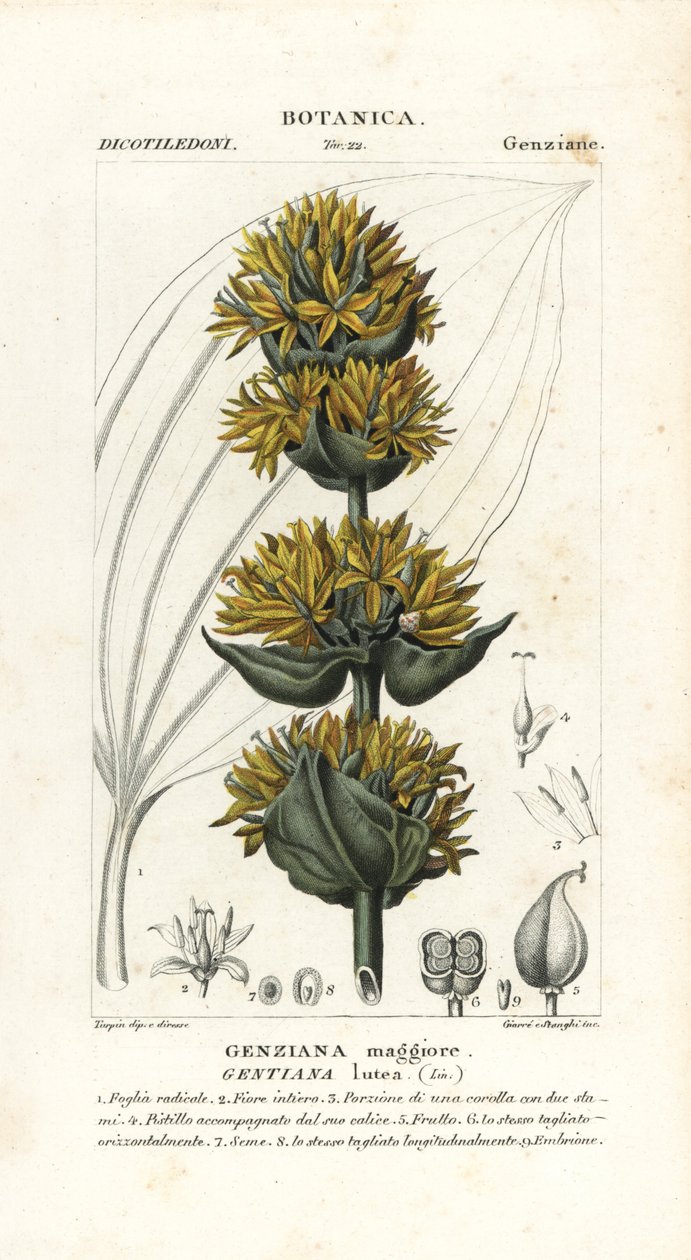 Grande genciana amarela, Gentiana lutea de Stanghi Stanghi