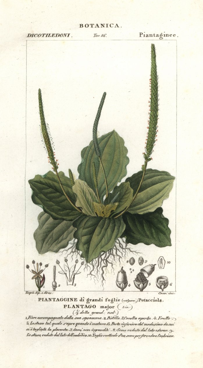 Grande banana, Plantago major de Stanghi Stanghi