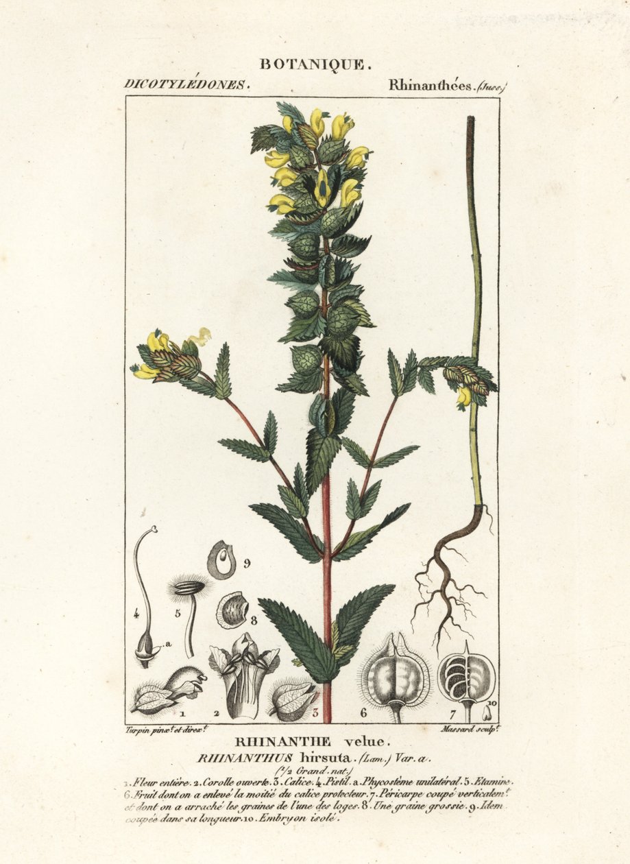Maior chocalho amarelo, Rhinanthus alectorolophus de Stanghi Stanghi