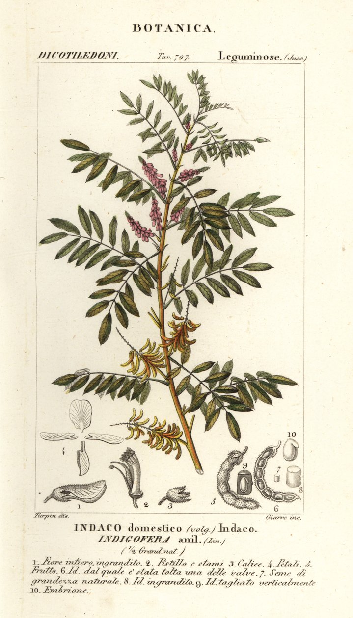 Índigo guatemalteco, Indigofera suffruticosa de Stanghi Stanghi