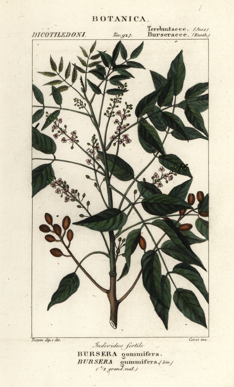 Gumbo-limbo, Bursera simaruba de Stanghi Stanghi