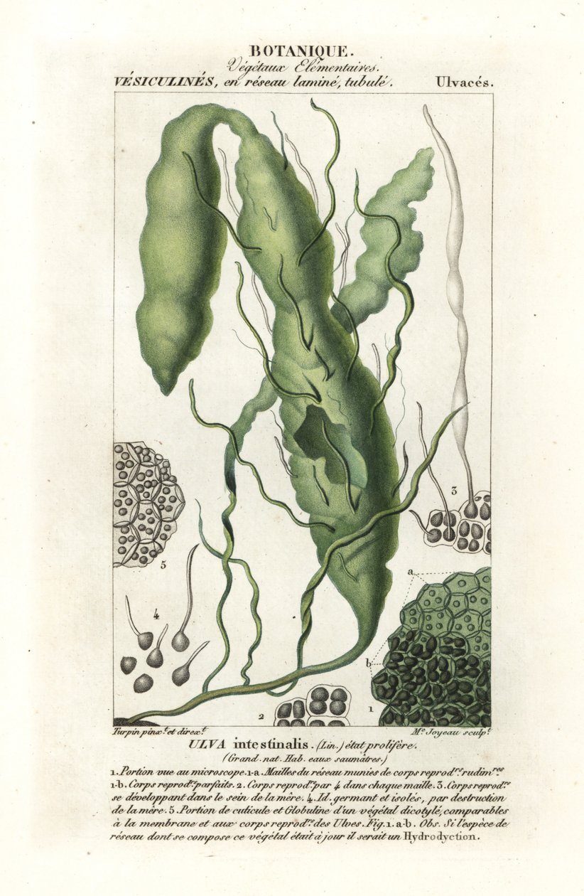 Gutweed ou alga de grama, Ulva intestinalis de Stanghi Stanghi