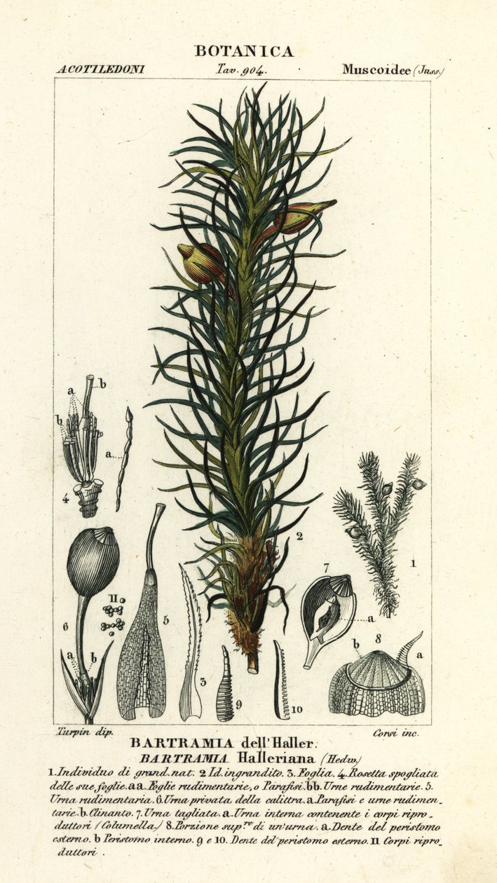 Musgo de maçã de Haller, Bartramia halleriana de Stanghi Stanghi