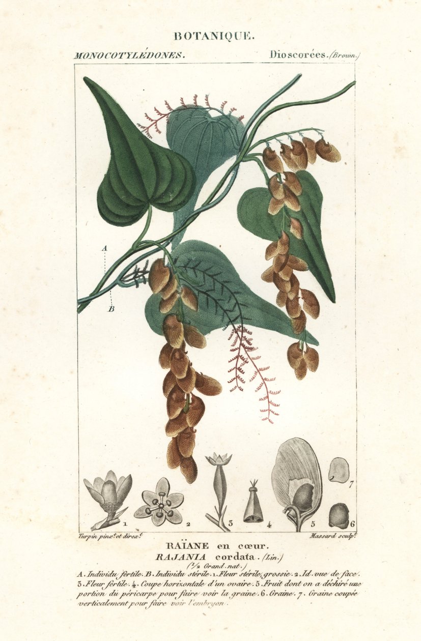 Árvore de Himber, Rajânia cordata de Stanghi Stanghi