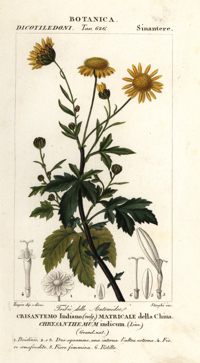 Crisântemo indiano, Chrysanthemum indicum de Stanghi Stanghi