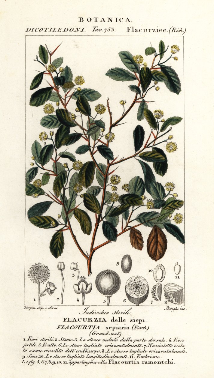 Ameixa indiana, Flacourtia indica de Stanghi Stanghi