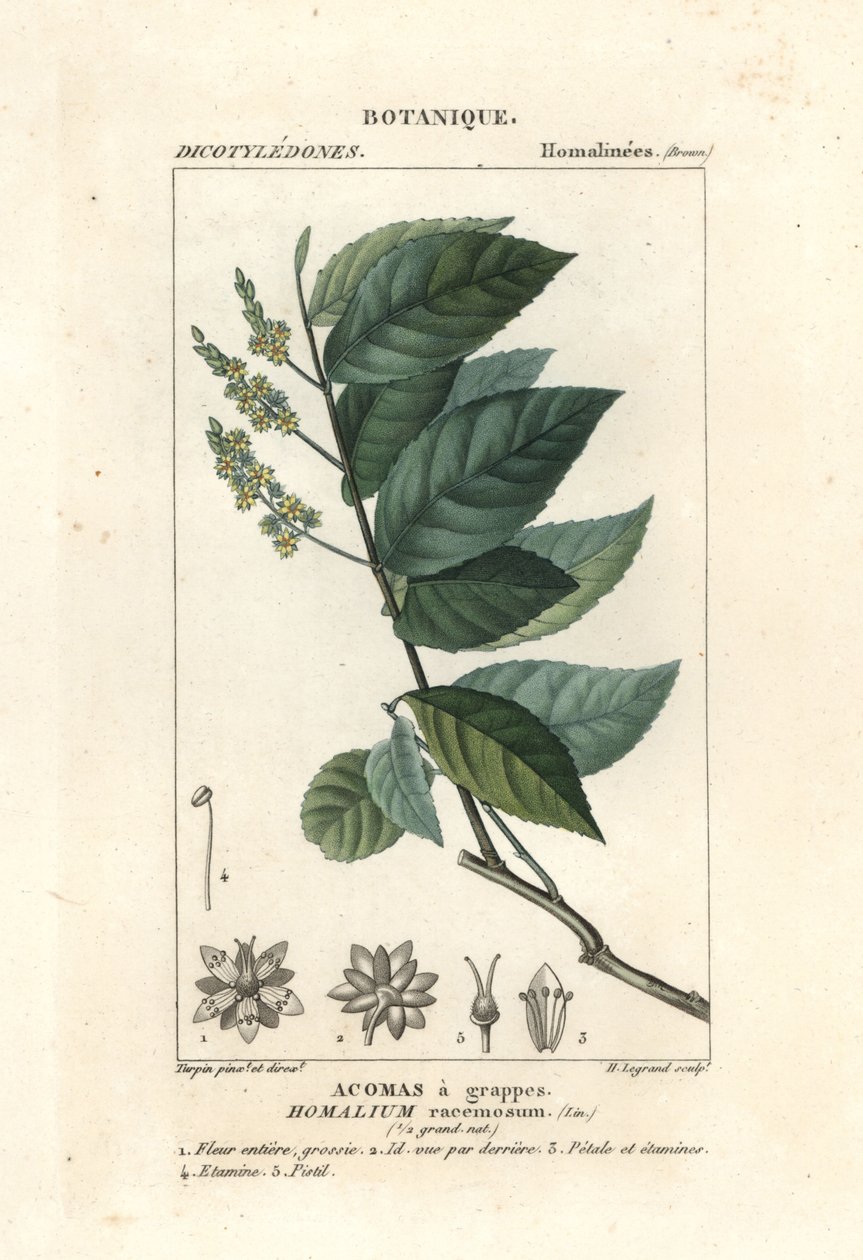 Pau-ferro, Homalium clusterum de Stanghi Stanghi