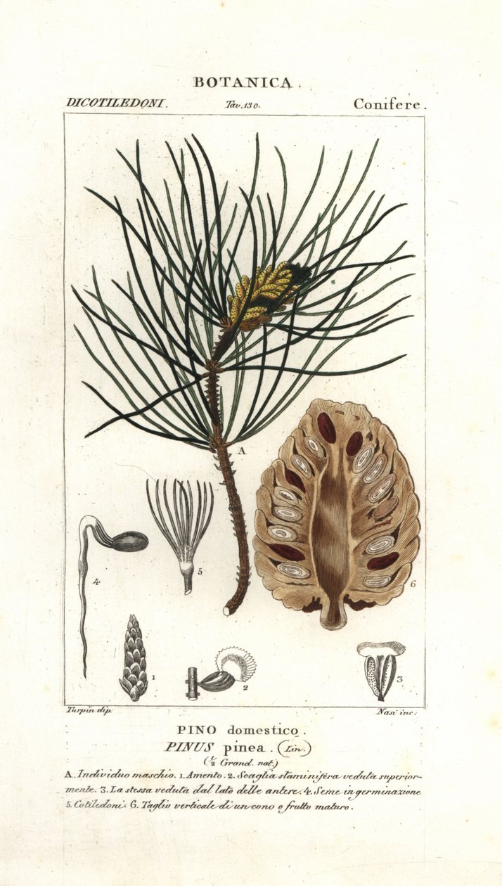 pinho de pedra italiano, Pinus pinea de Stanghi Stanghi