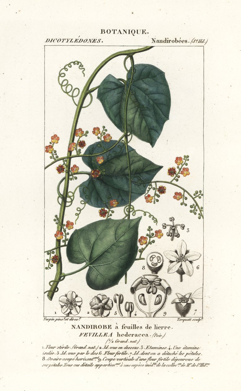 Javillo ou antídoto de guaxinim, Fevillea cordifolia de Stanghi Stanghi