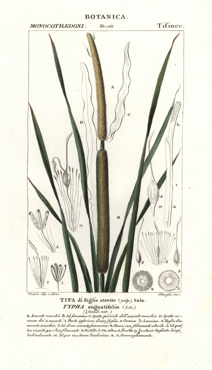 Junco menor, Typha angustifolia de Stanghi Stanghi