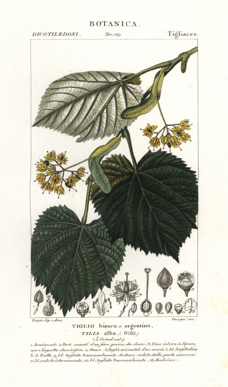 Árvore tília ou tília, Tilia alba de Stanghi Stanghi
