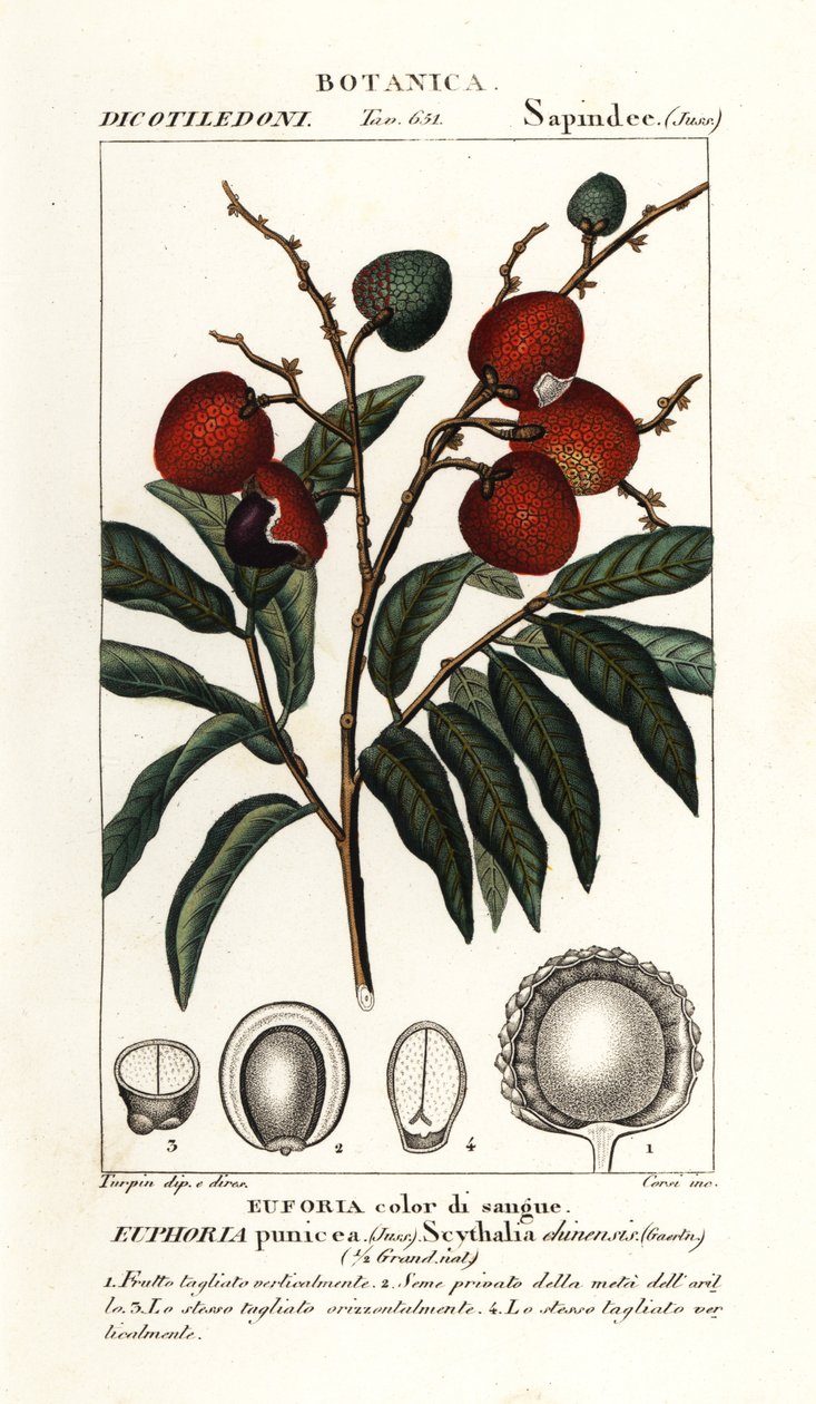 Lychee fruit, Litchi chinensis de Stanghi Stanghi