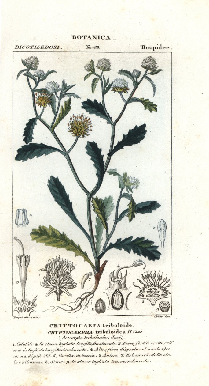 Madame Gorgon, Acicarpha tribuloides de Stanghi Stanghi