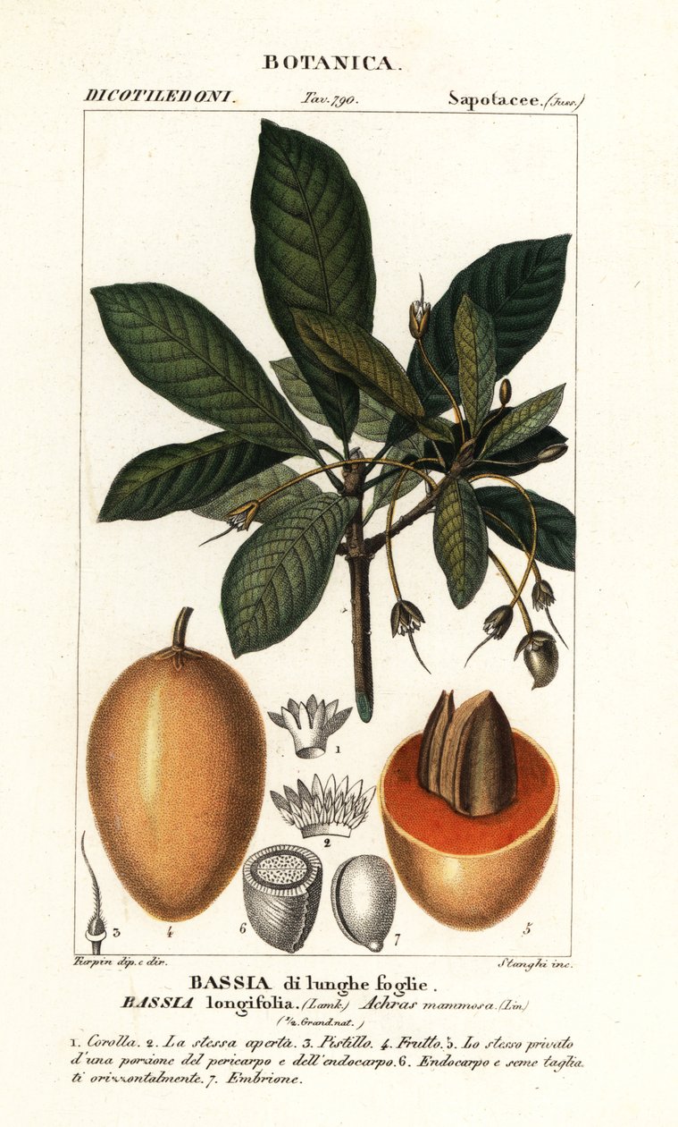 Árvore Mahuwa, Madhuca longifolia de Stanghi Stanghi