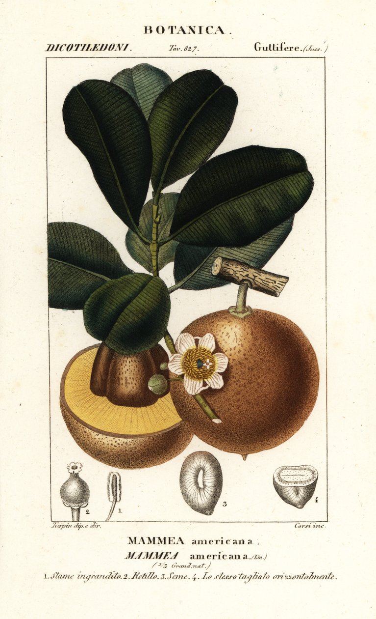 Mammee apple, Mammea americana de Stanghi Stanghi