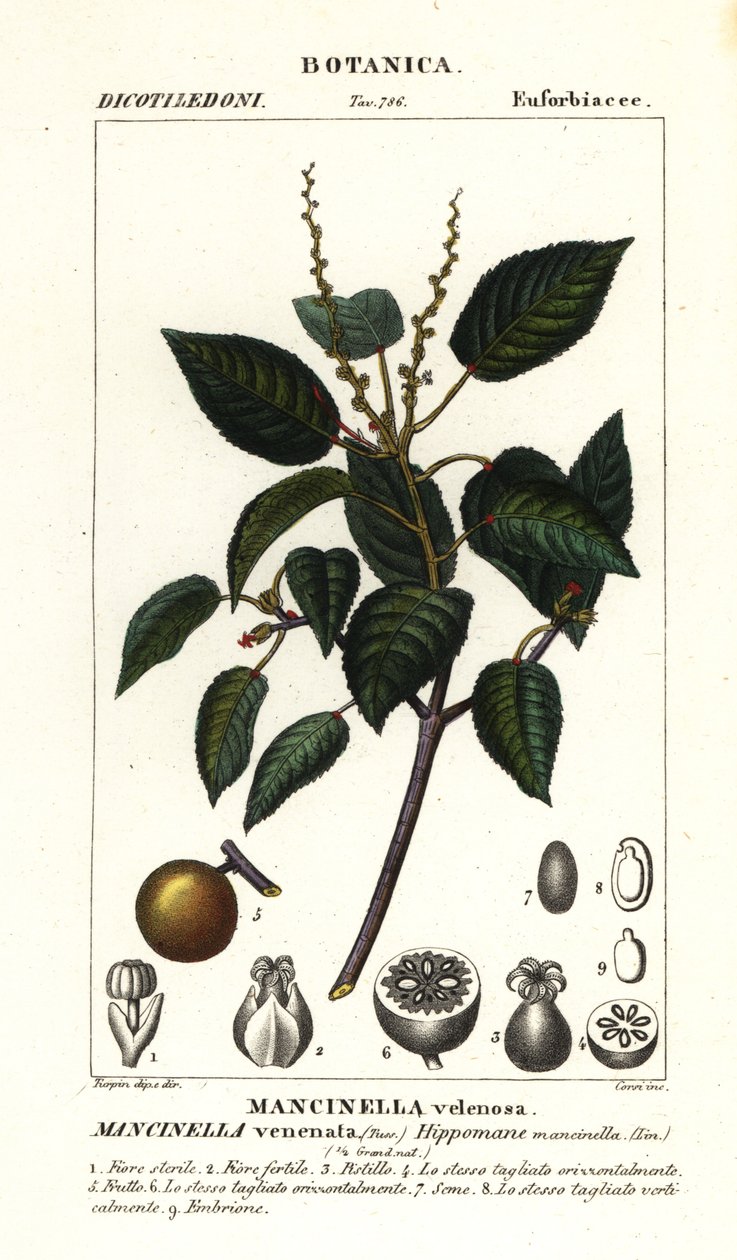 Manchineel ou macieira de praia, Hippomane mancinella de Stanghi Stanghi