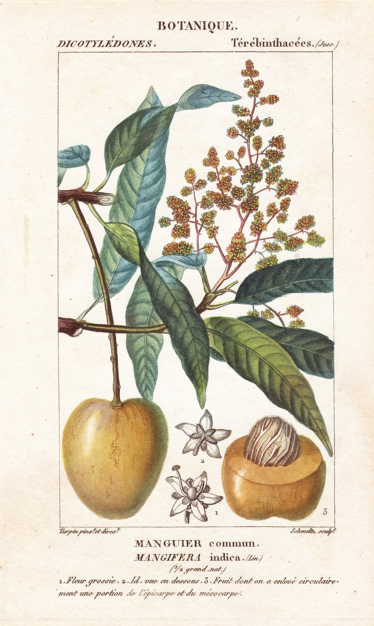 Fruta e seção de manga, Mangifera indica de Stanghi Stanghi