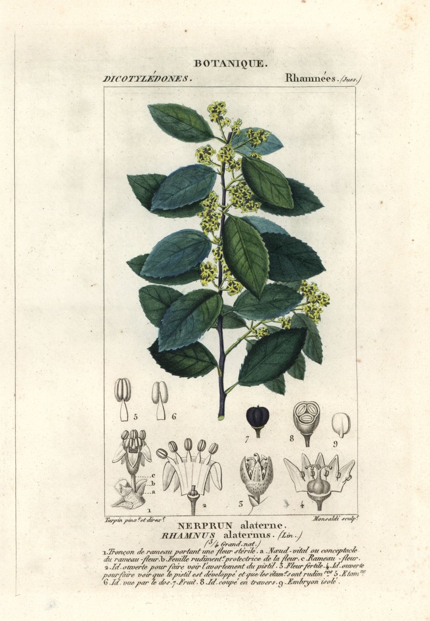 Espinheiro mediterrâneo, Rhamnus alaternus de Stanghi Stanghi