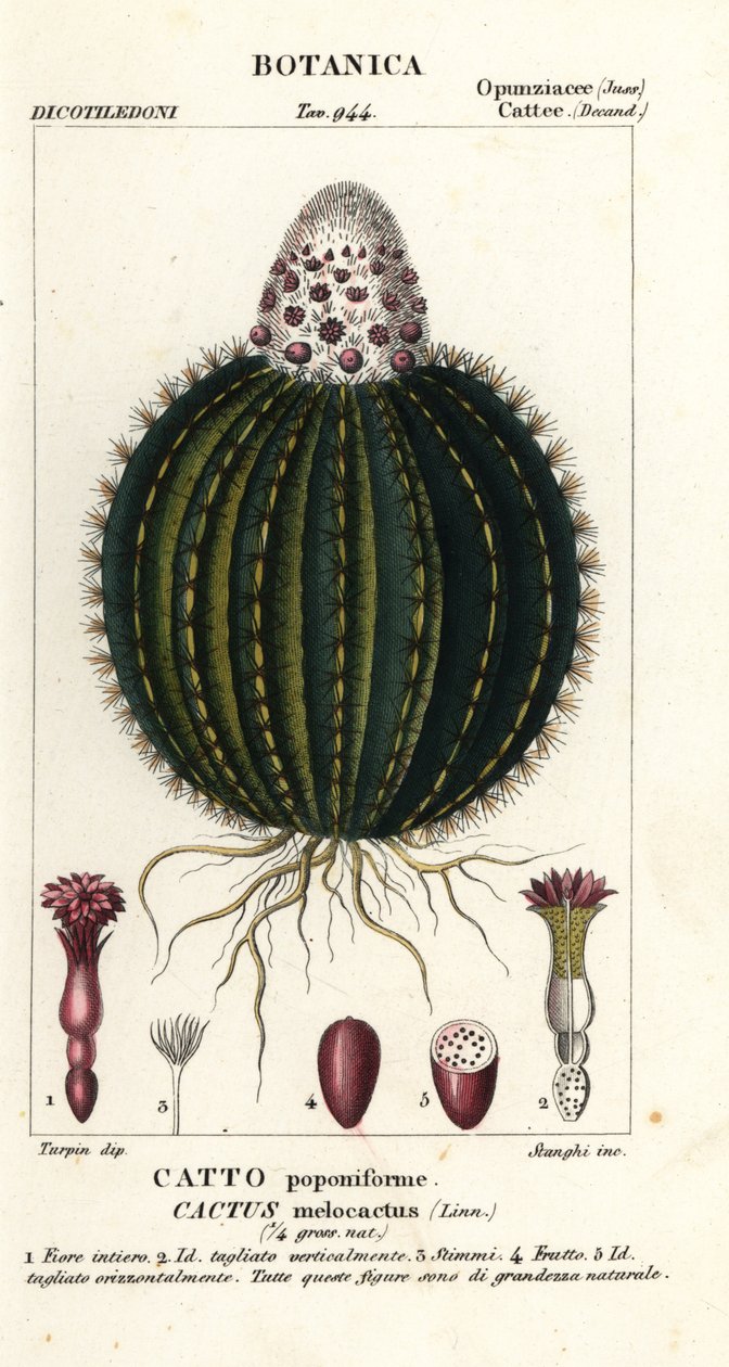 Melon cactus, Melocactus caroli-linnaei de Stanghi Stanghi